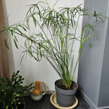 Grote parapluplant