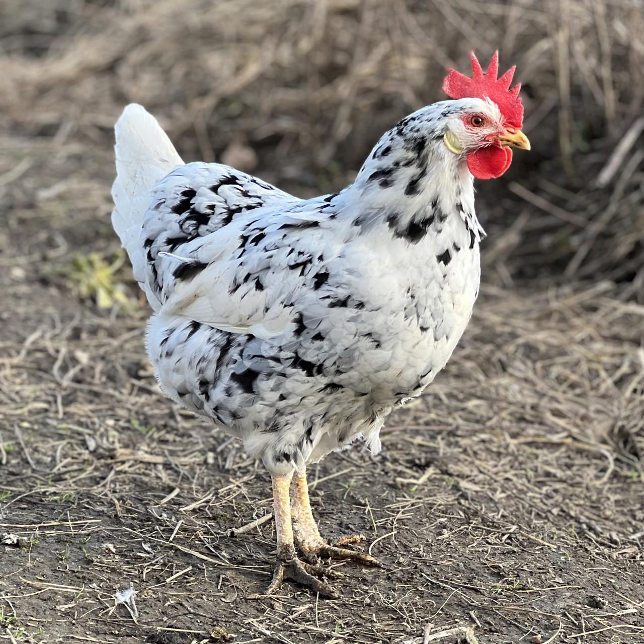 Broedeieren te koop van Bonte Leghorn