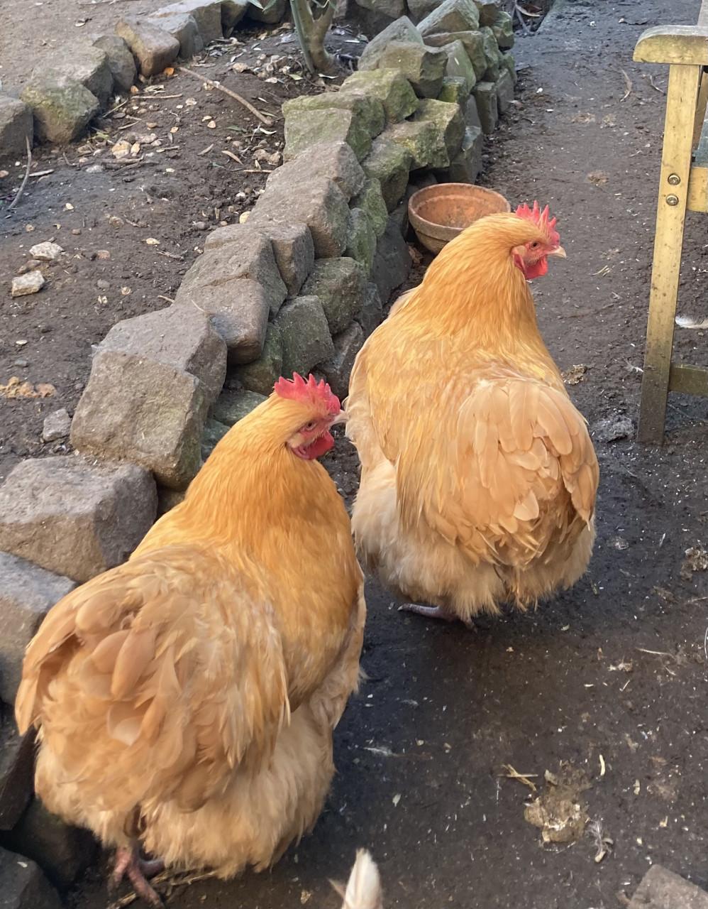 Orpington hanen groot