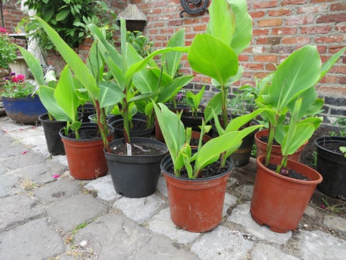 Mooie Canna planten in pot
