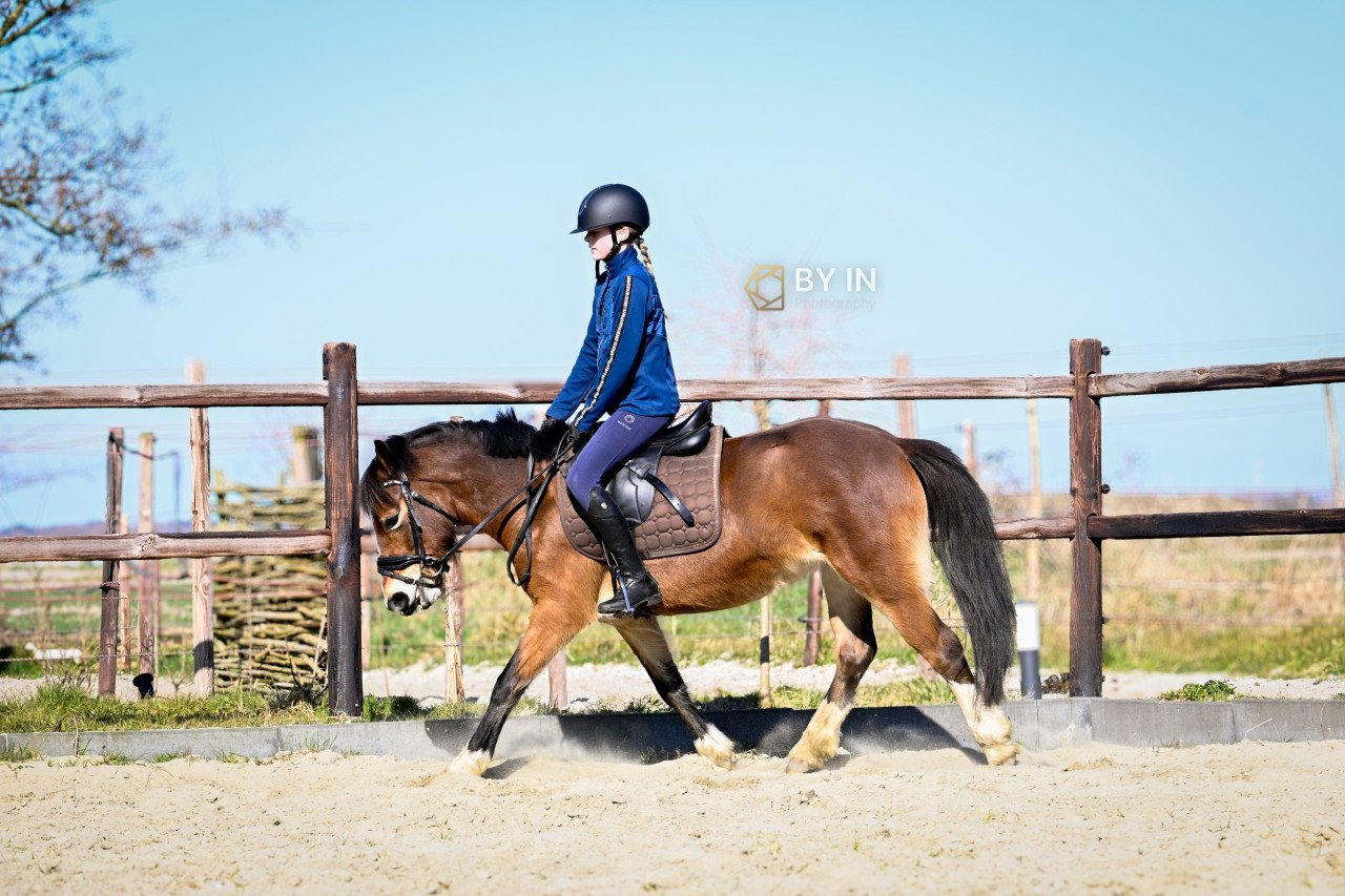 Welsh c pony