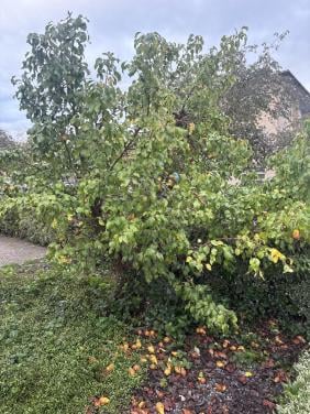Stoofperen boom