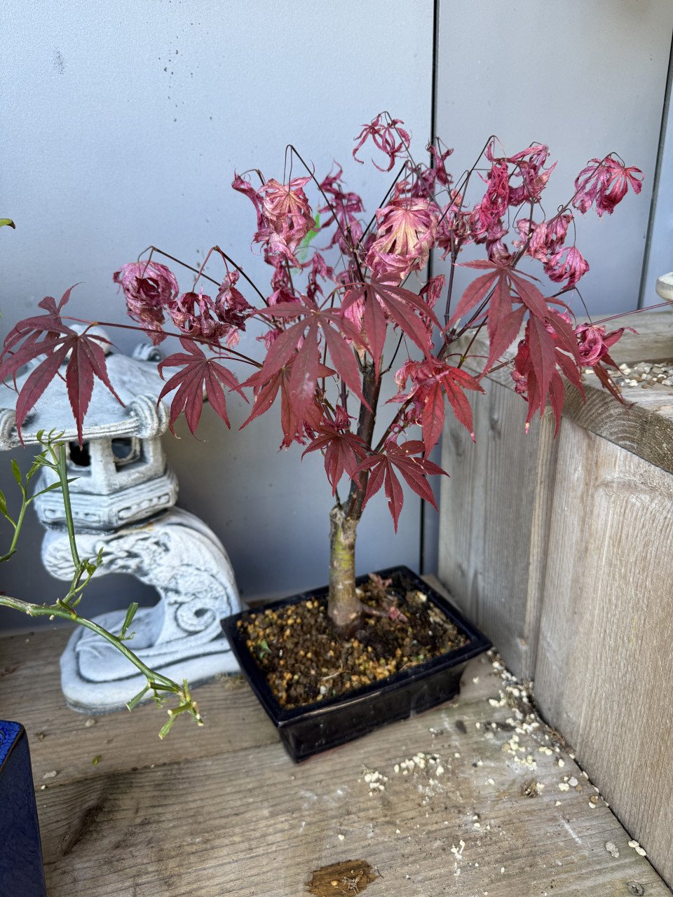 Bonsai boompjes 4x