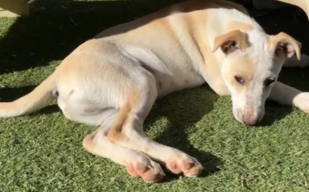 Sociale leergierige lieve reu 4mnd