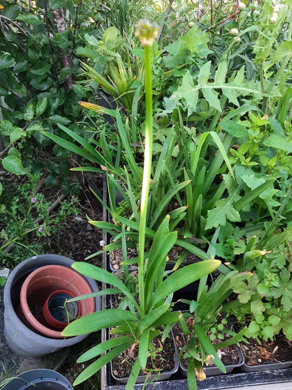 Diverse vaste planten.