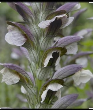 Acanthus Mollis - Berenklauw