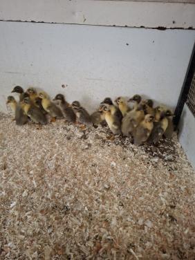 Jonge indische loopeendjes