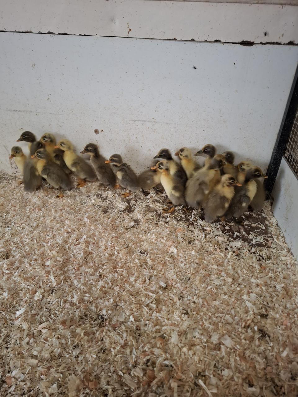 Jonge indische loopeendjes