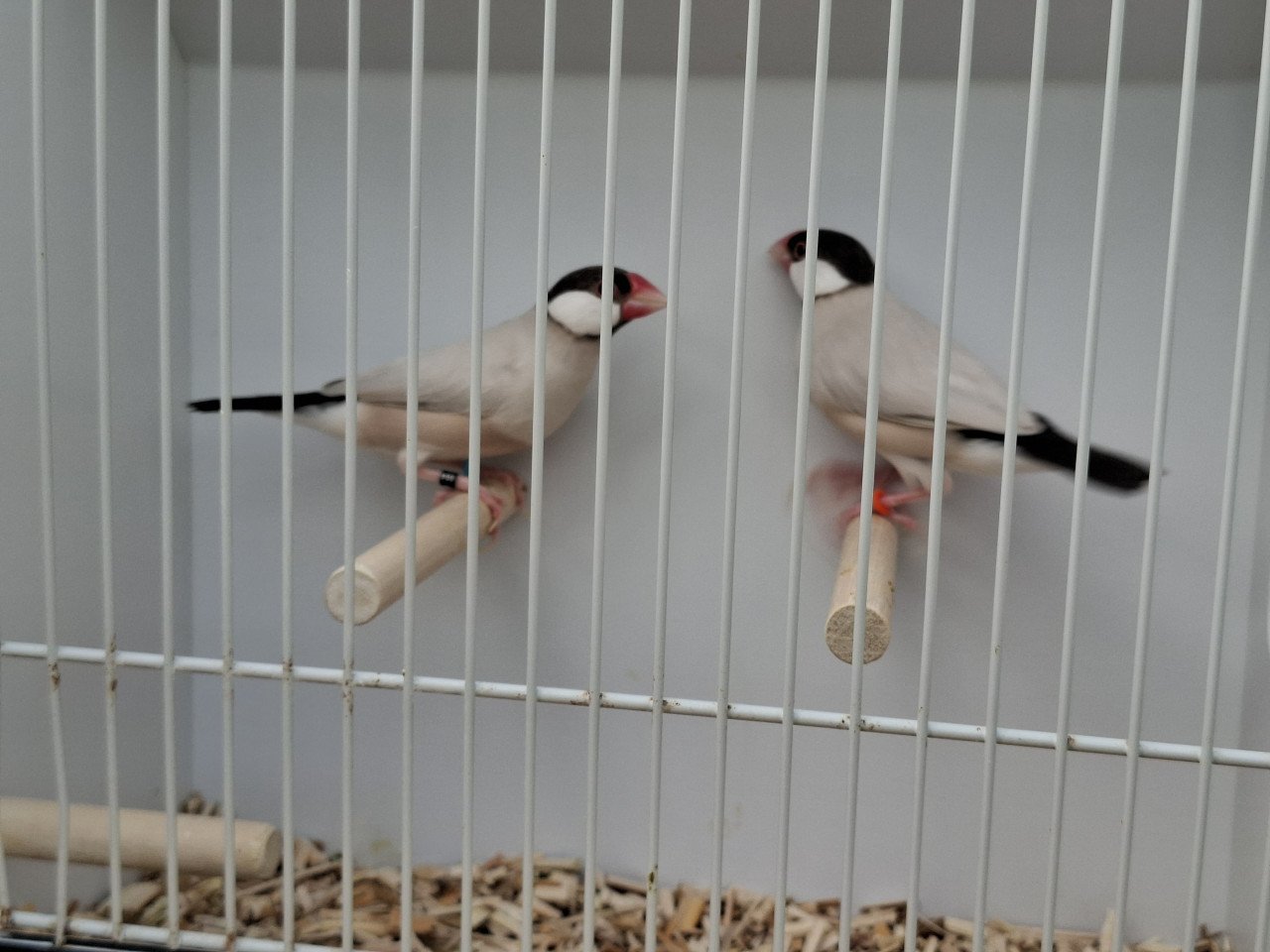 Rijstvogels