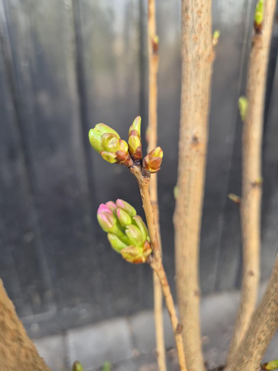 Japanse sierkers, oftewel de Prunus Serrulata Amanogawa