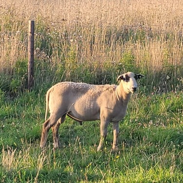 Maasduinen ram
