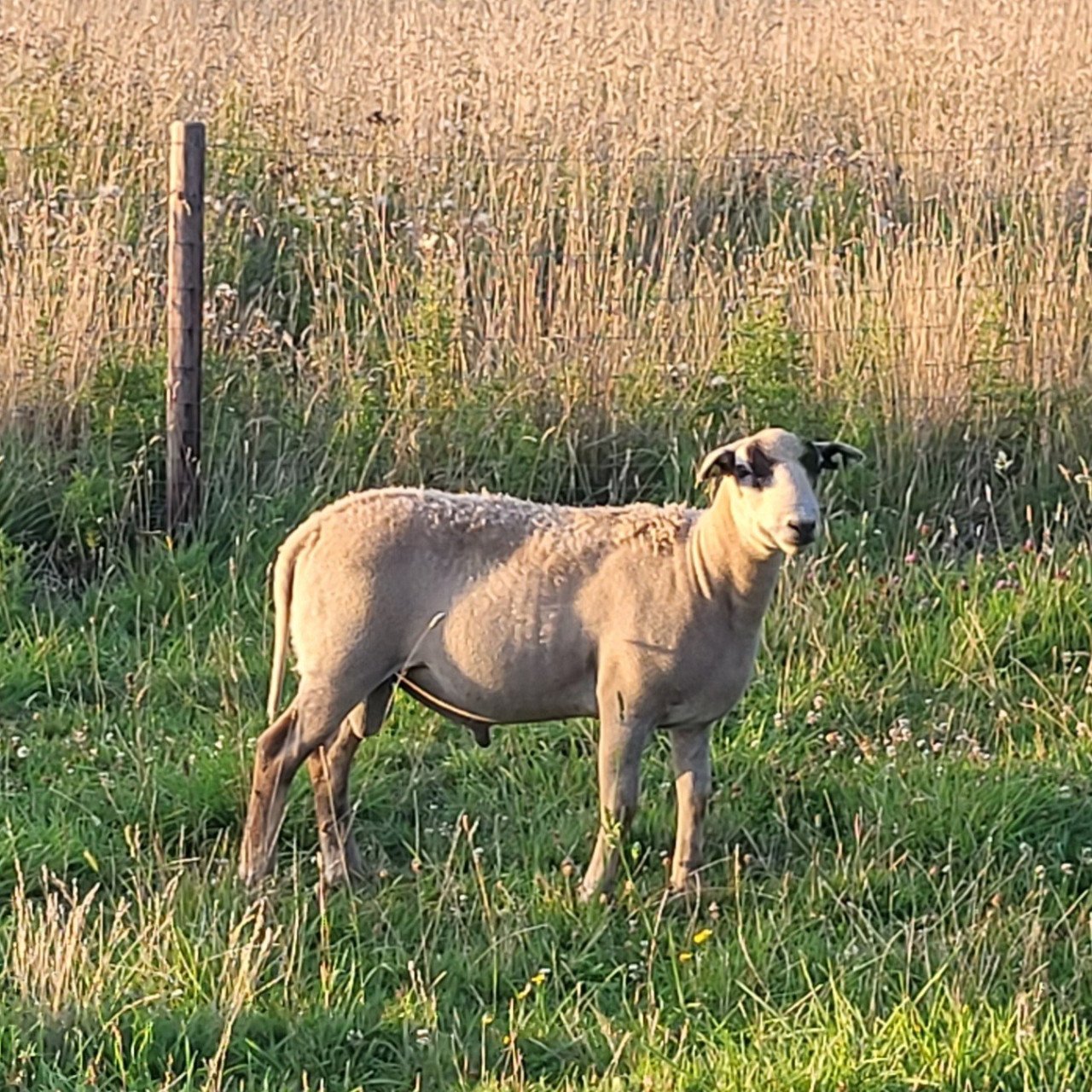 Maasduinen ram