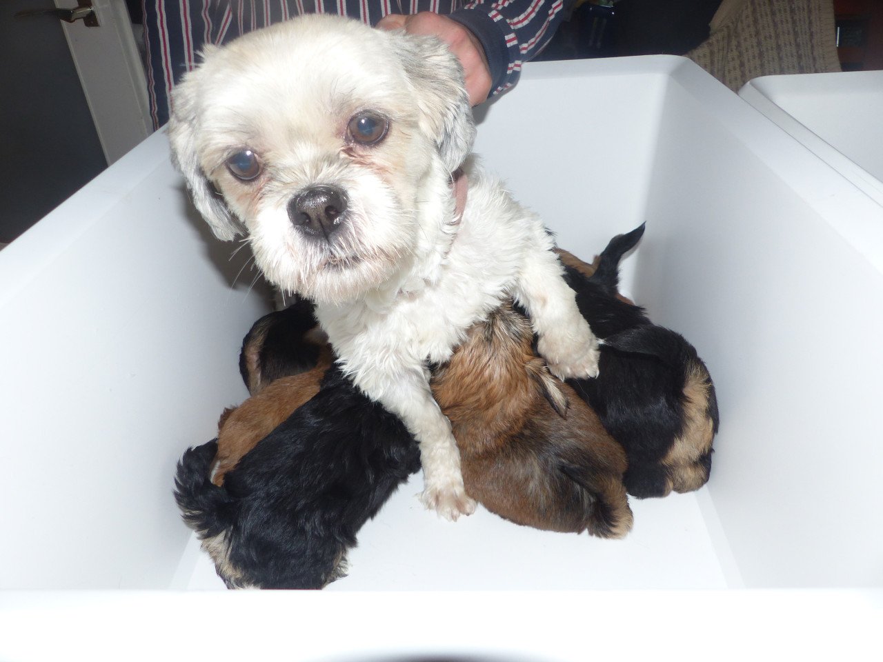 2 pups reutjes moeder Maltezer vader Yorkshire Terrier GEZOND SPEELS LIEF
