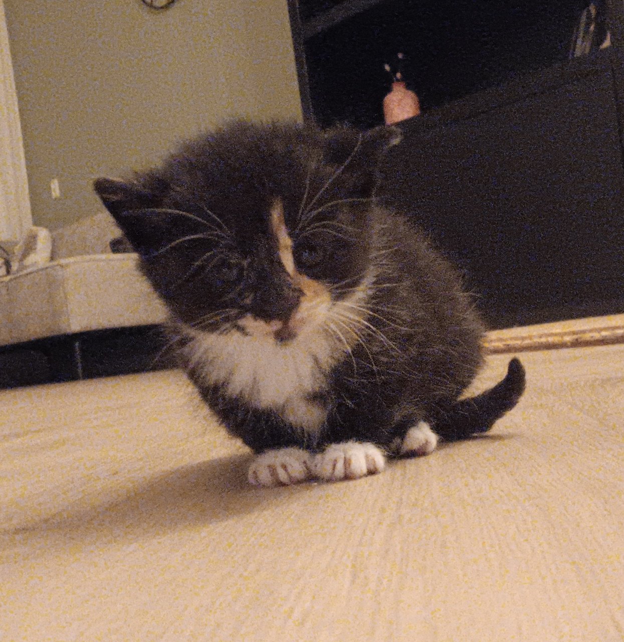 Kittens