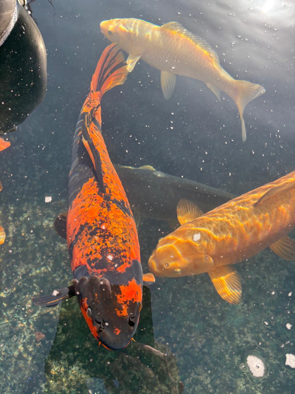 Koi groot Oranje-bruin