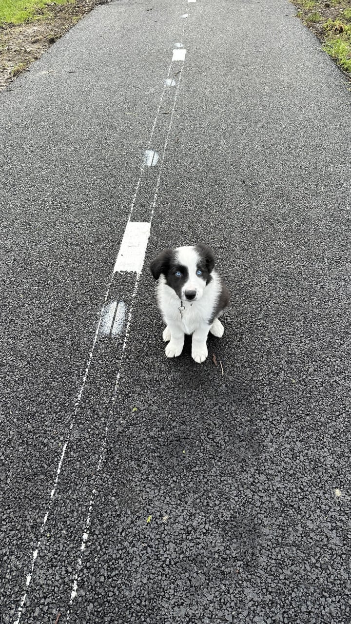Border-Collie Dekreu beschikbaar.