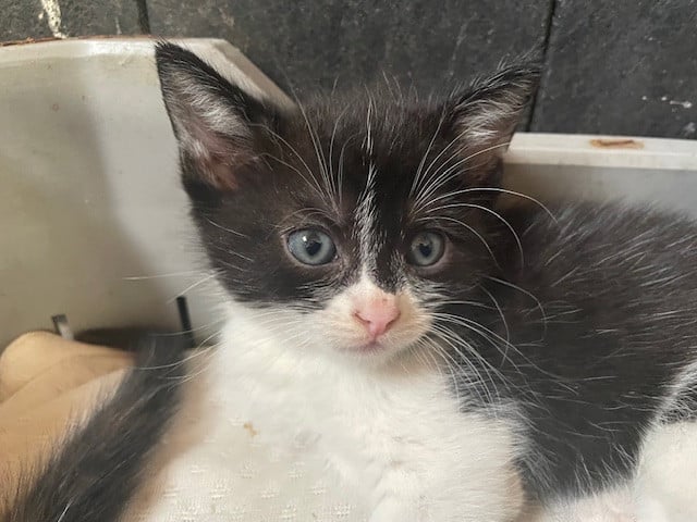Kittens