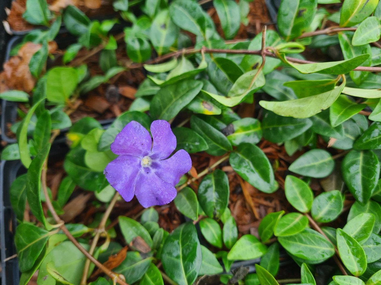 Vinca Minor (kleine maagdenpalm) bodembedekker