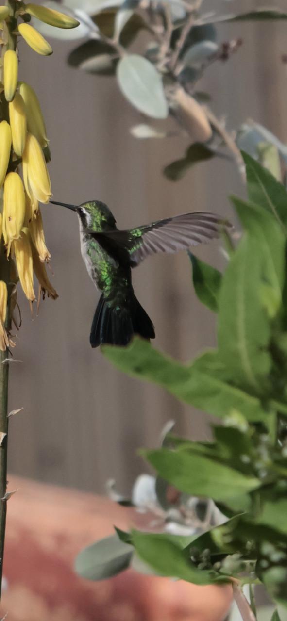 Vakantiehuis Curaçao