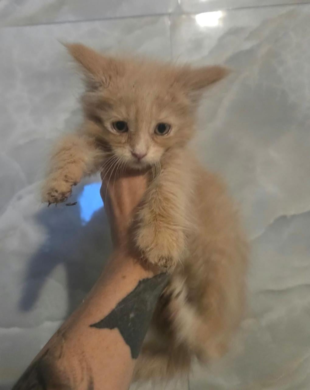 Volbloed maine coon kittens