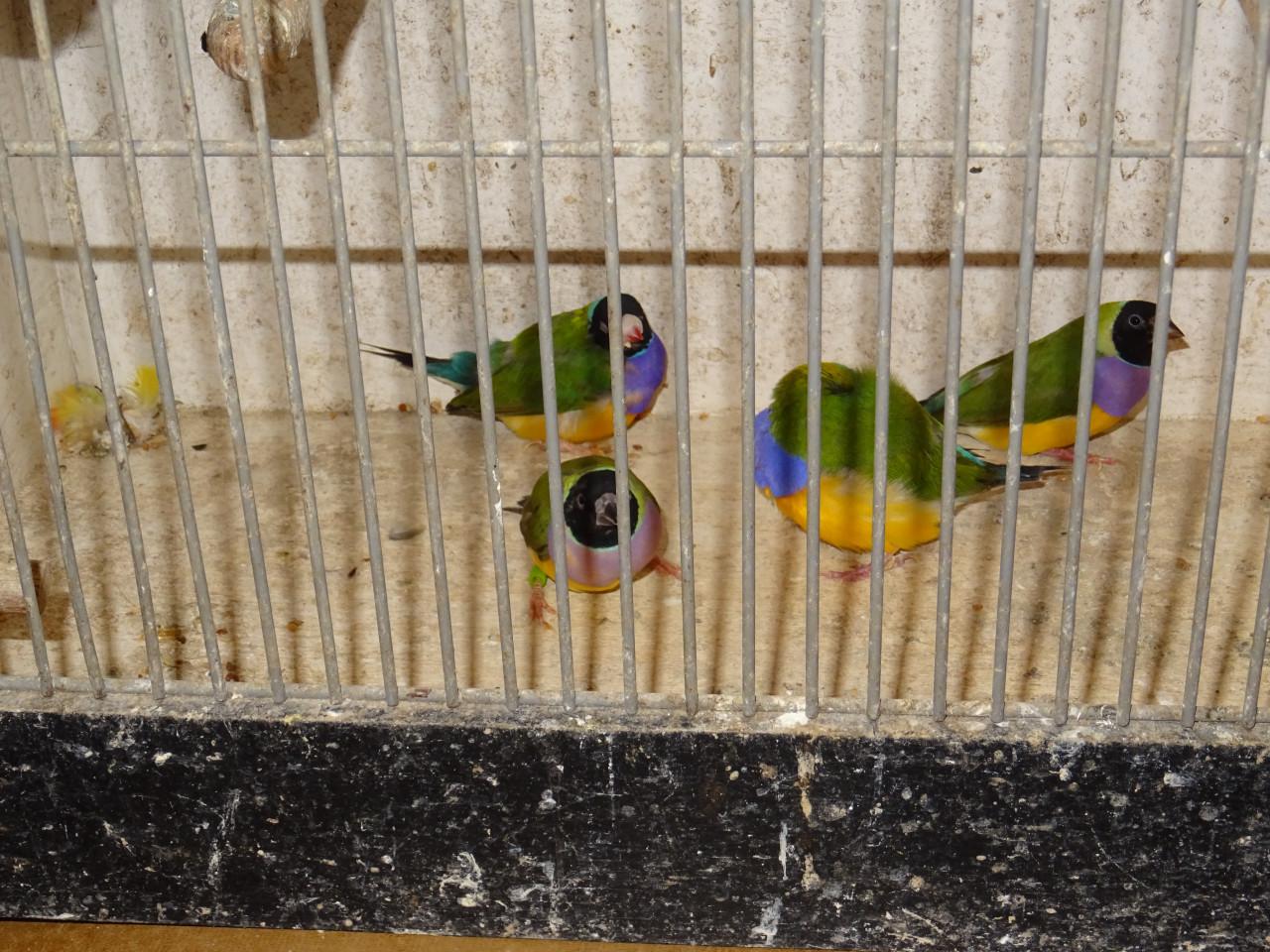 Te koop een paar losse gouldamadine poppen overjarige