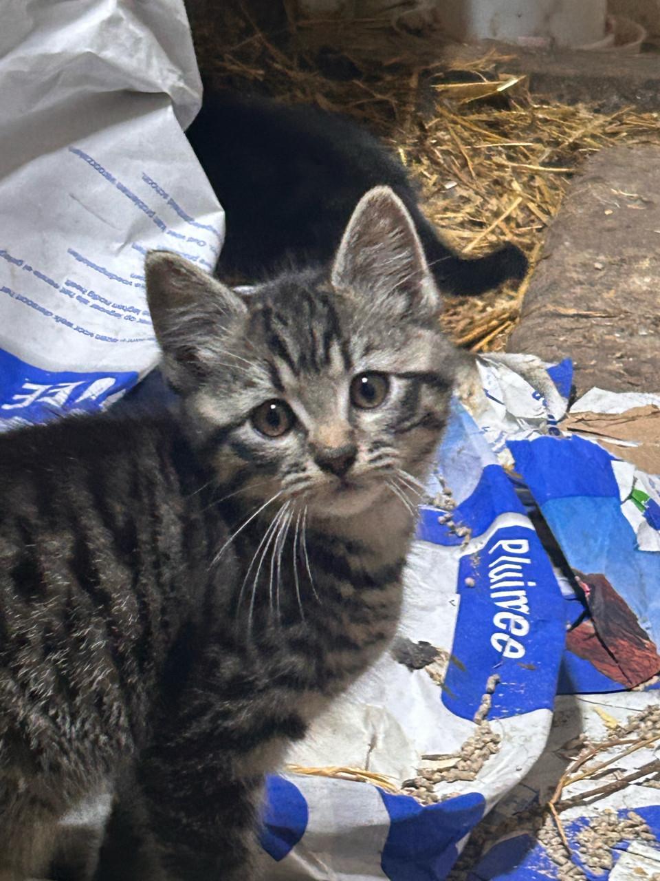 2 kittens zoeken nog een huisje