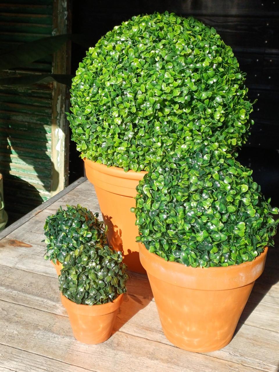 4x buxus bol kunst