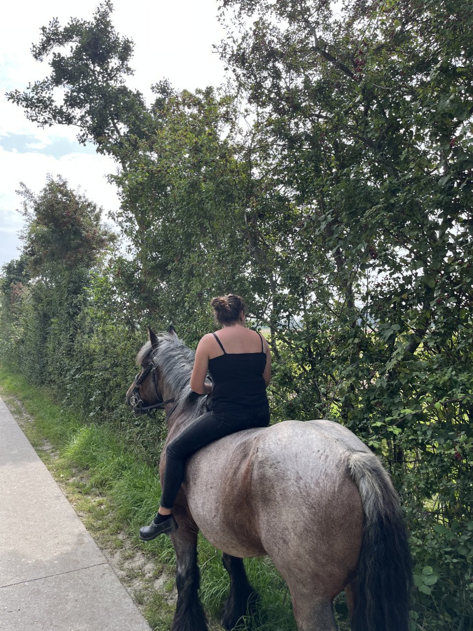 Trekpaard merrie