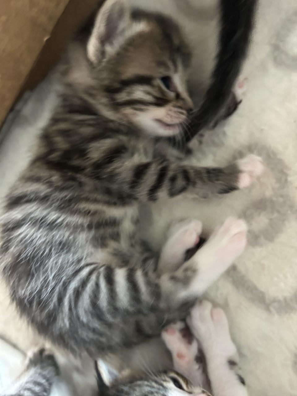 Lieve prachtige kittens 🐈‍⬛🤍😻