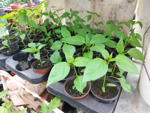 Diverse planten