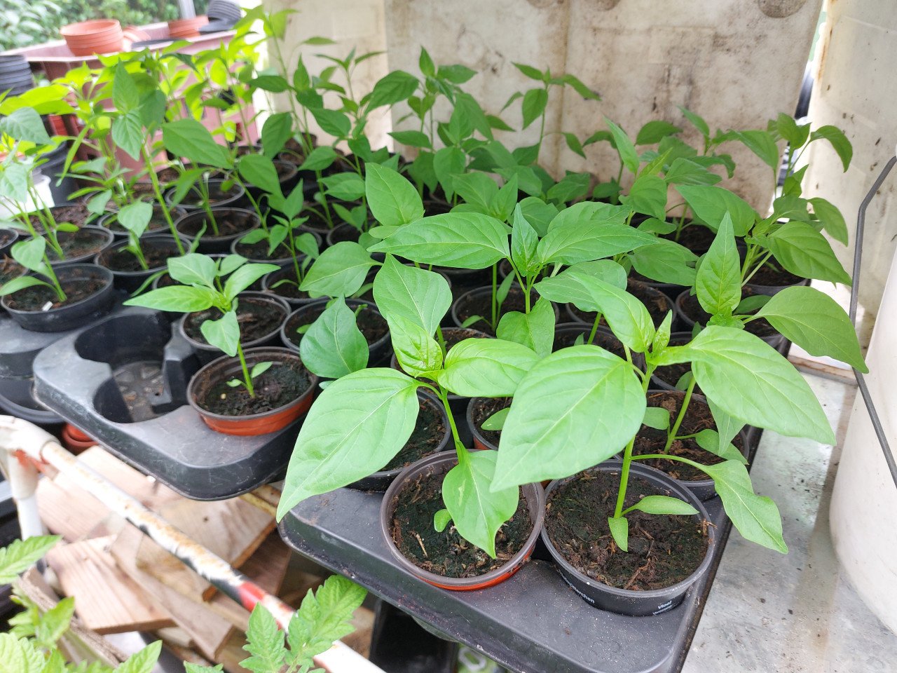 Diverse planten