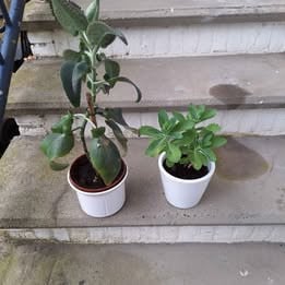 2 kamerplanten met Pot ophaalprijs