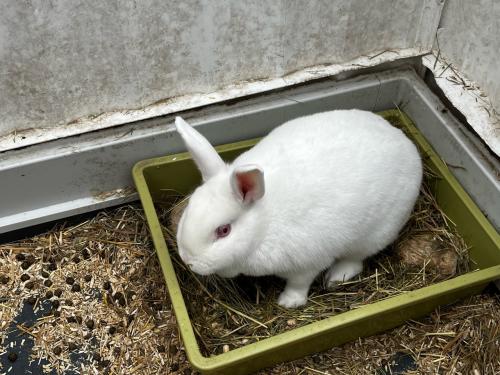 Lief konijn (vrouwtje) gratis op te halen