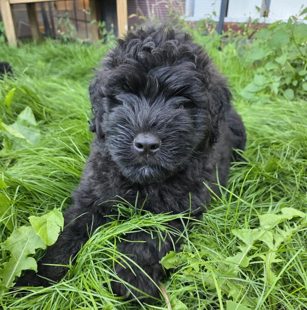 Prachtige Bouvier pups