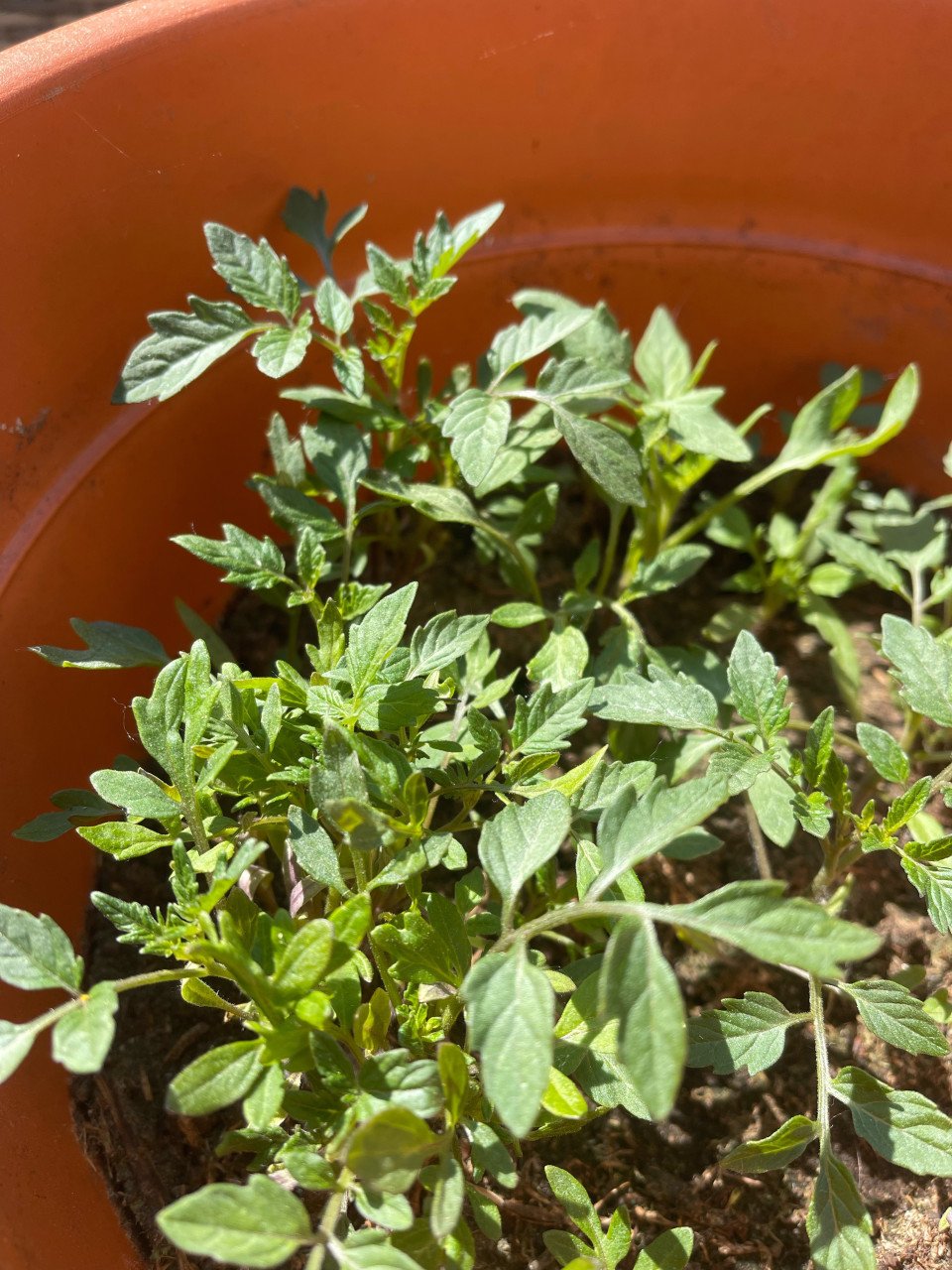 Cherry tomatenplantjes, stekjes