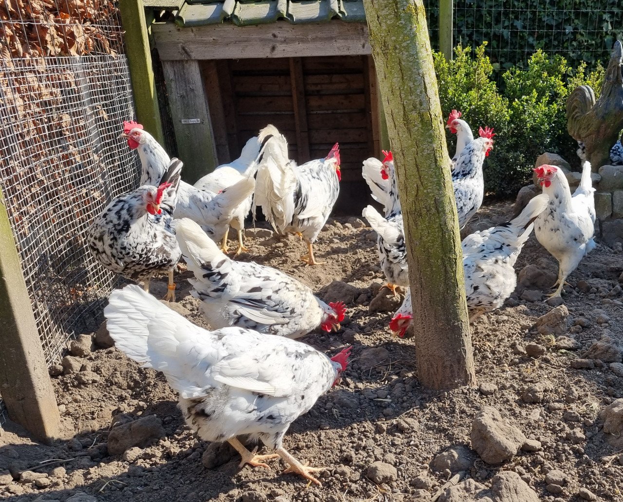 Broedeieren Bonte leghorn
