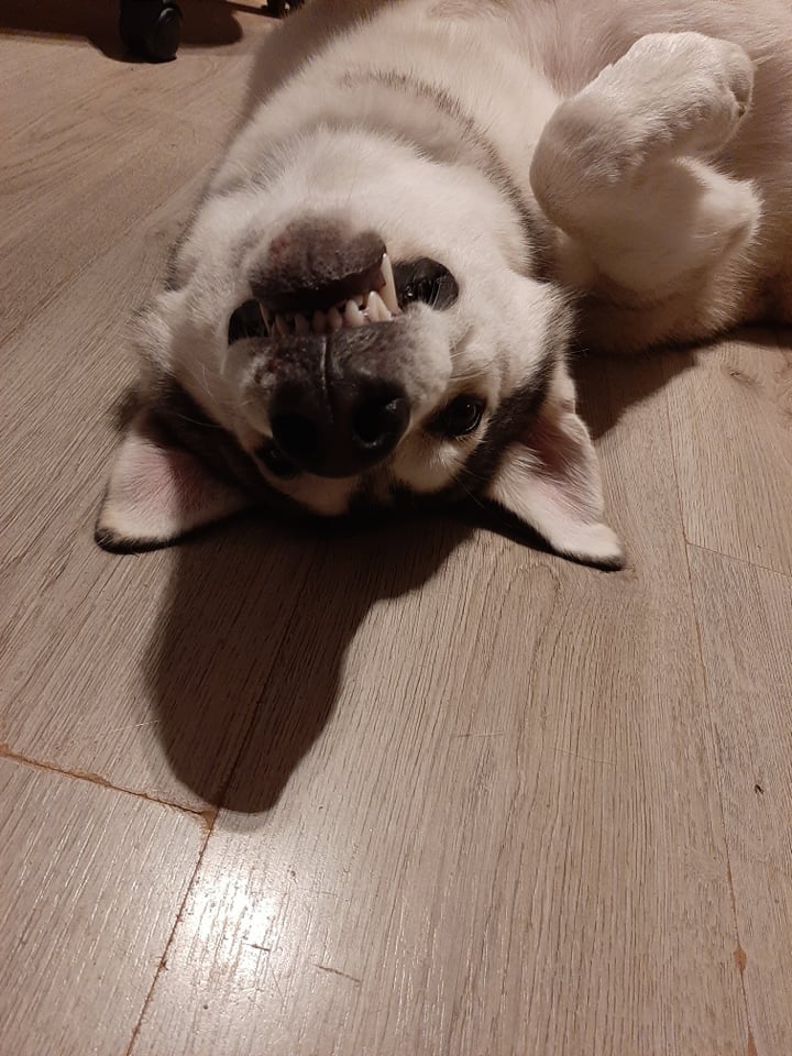 Siberische Husky