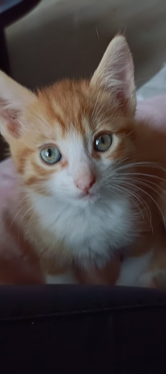 2 kittens