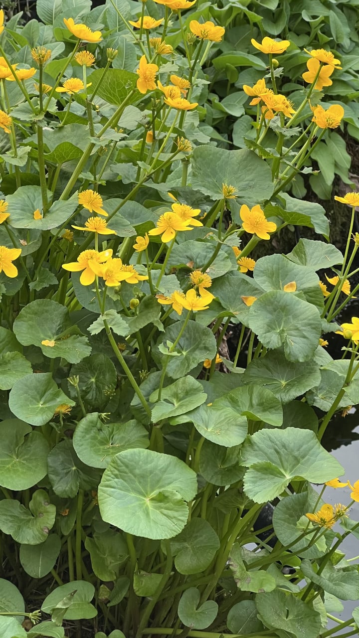 Vijverplant , gele lis en dotterbloem