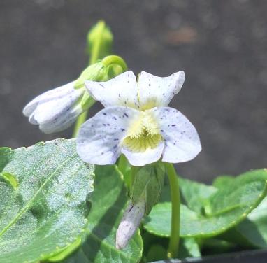 Schattinge viooltjes