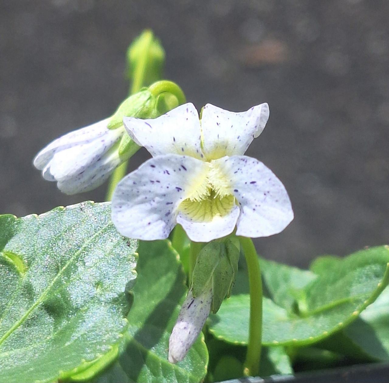 Schattinge viooltjes