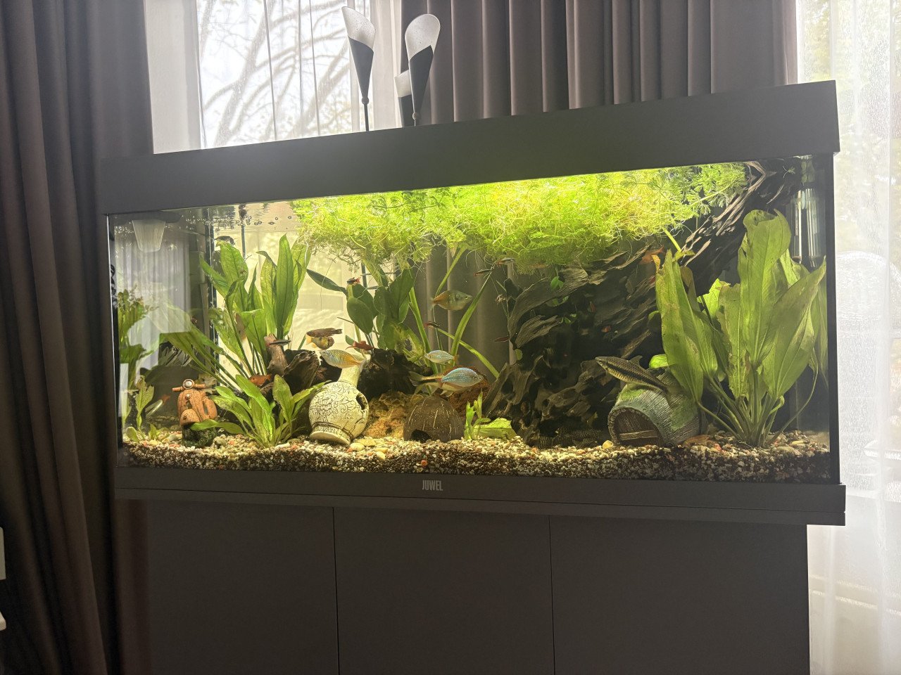 Juwel aquarium 180 liter