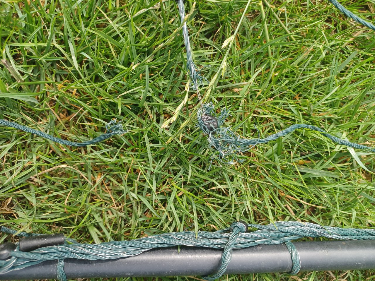 Schapengaas groen van Voss farming.
