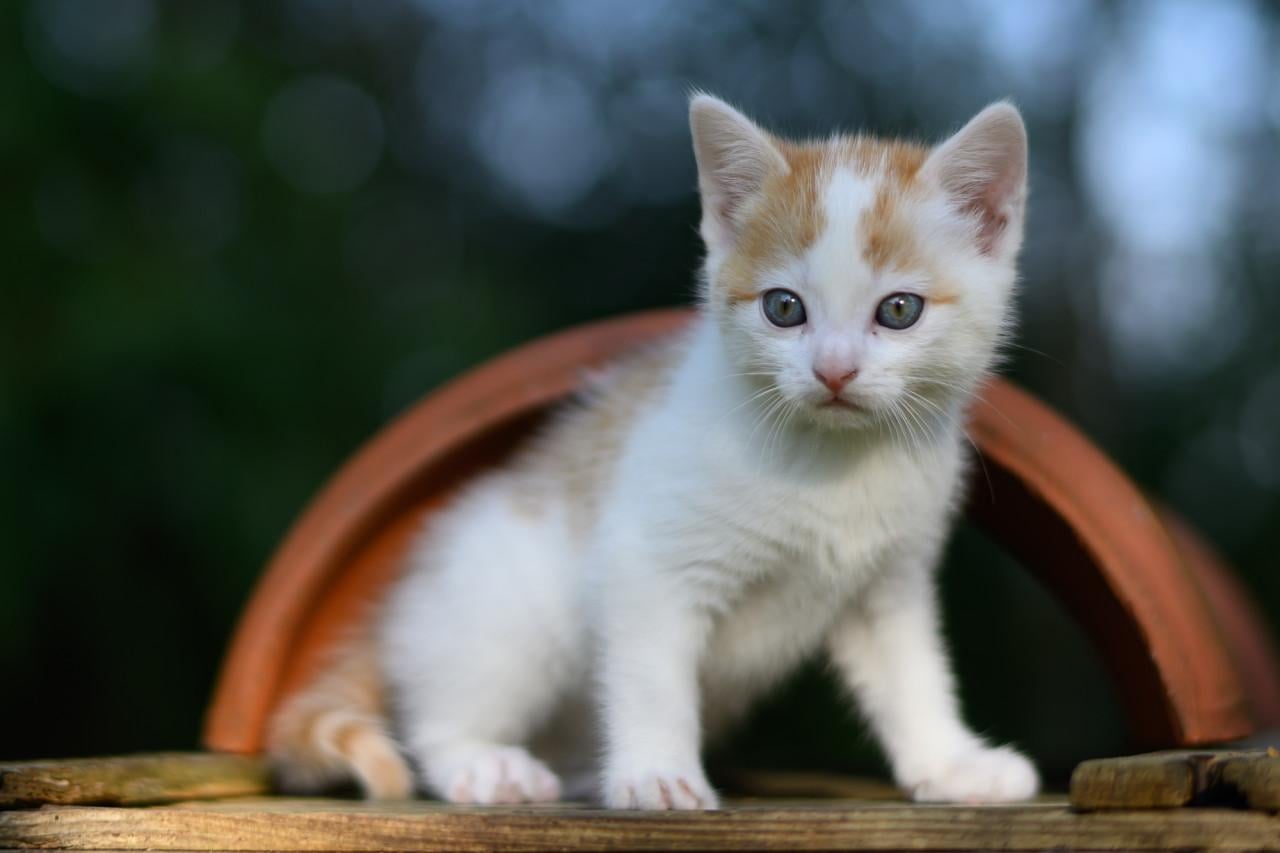 Lieve en mooie kittens