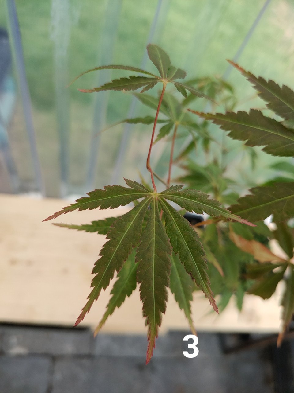 Japanse esdoorn boompjes Acer palmatum tuinplanten