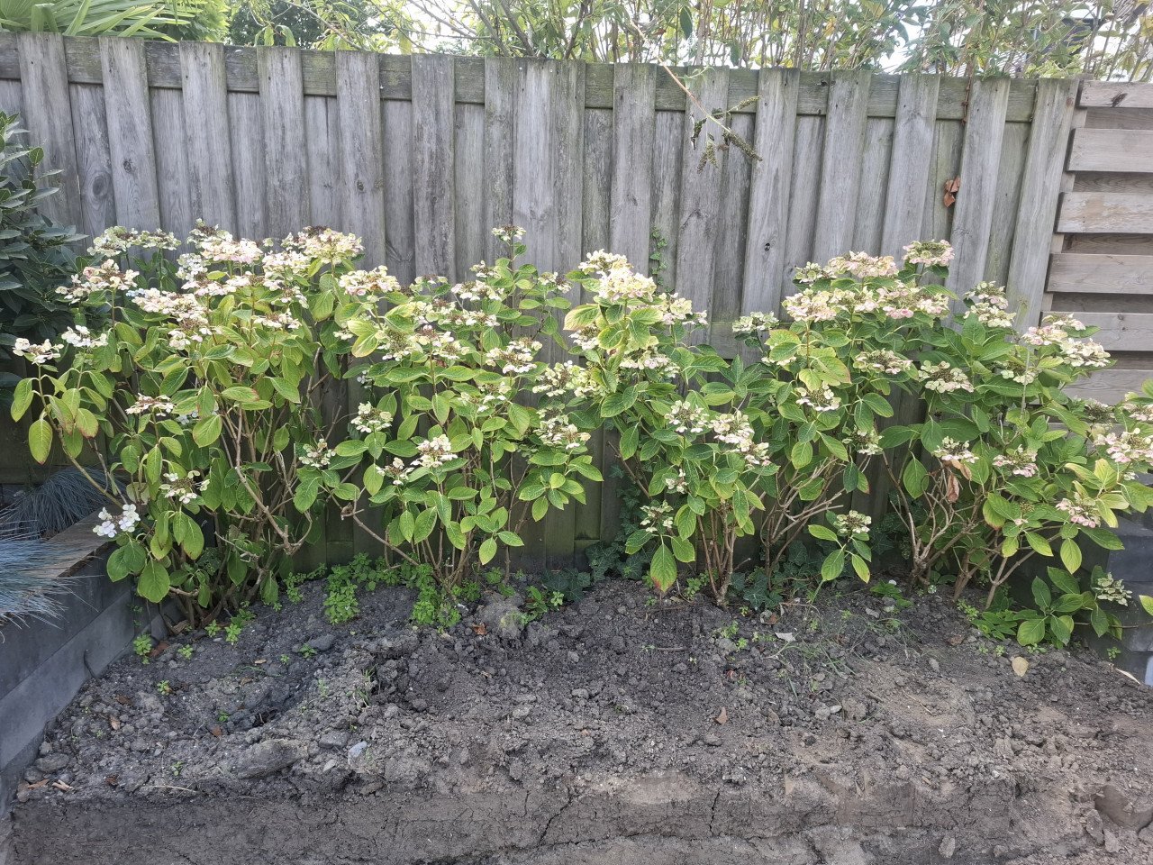 Hortensia's