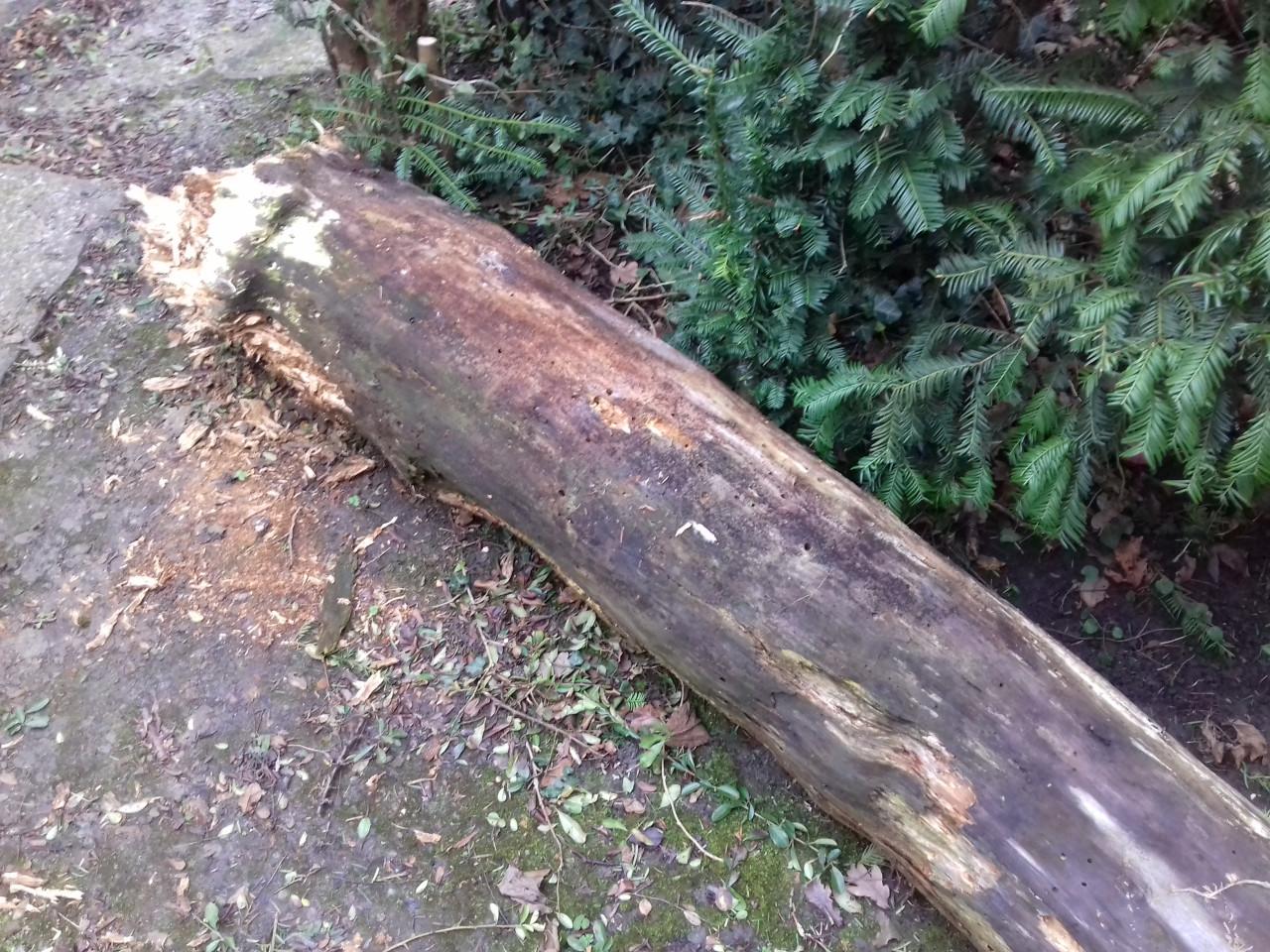 Boomstam 33 x 175 cm