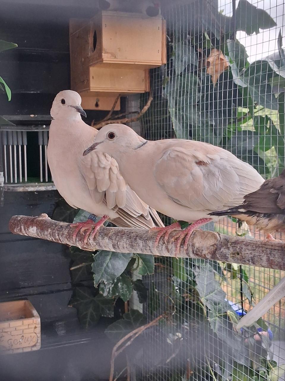 Vogels