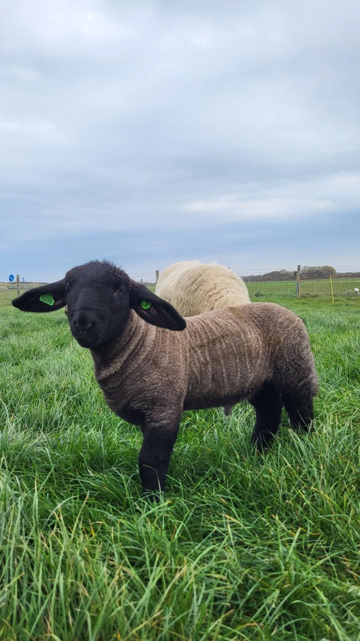 Suffolktamlammeren