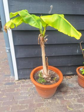 Bananen Plant